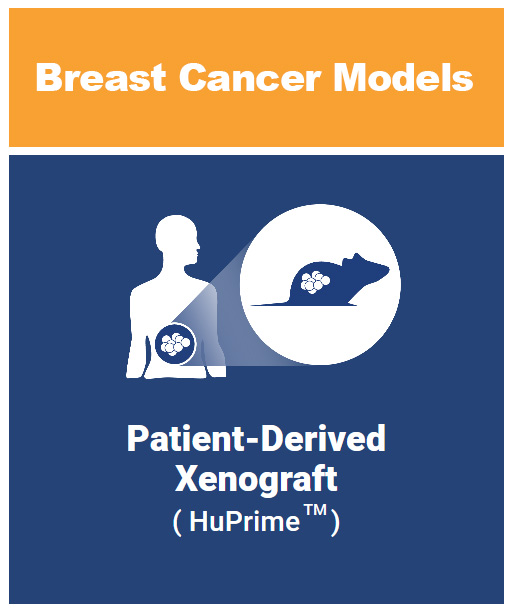 Breast cancer patient derived xenograft models