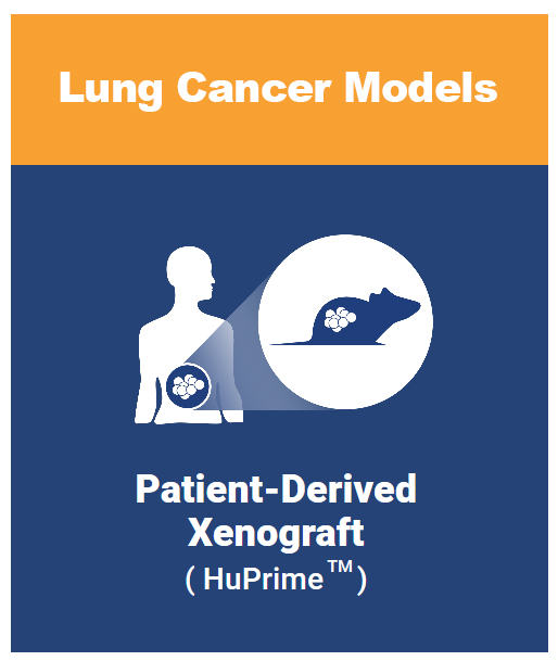 Lung cancer patient derived xenograft models