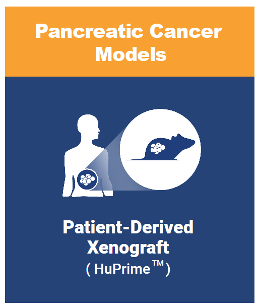 Pancreatic cancer patient derived xenograft models